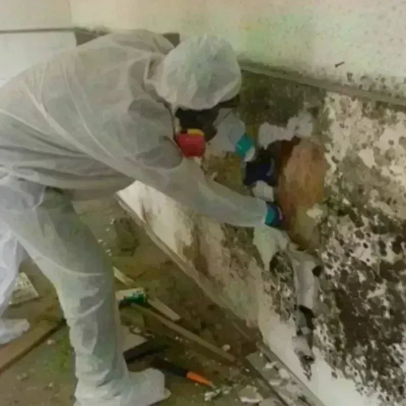 Mold Remediation and Removal in Chico, WA